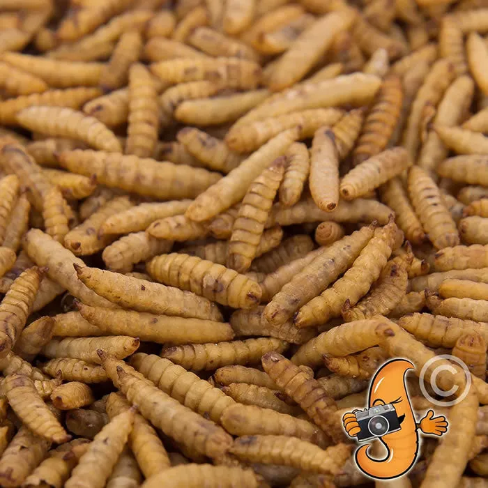 11 lbs. Chubby Dried Black Soldier Fly Larvae - Made in the USA